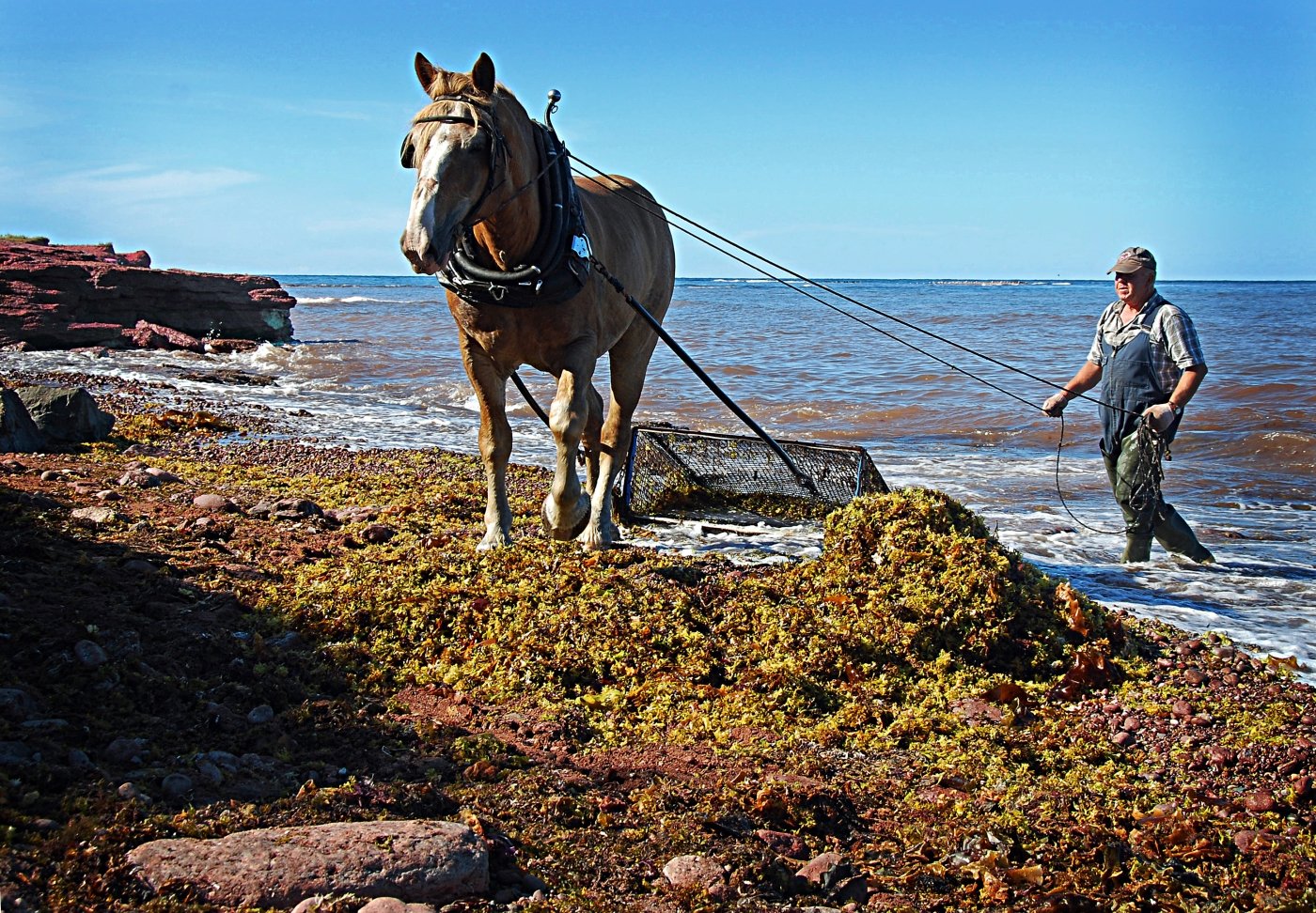 Image of person harvesting Irish Moss